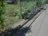 Fence Line After